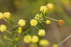 Acacia aculeatissima