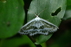 Pseudeuchlora kafebera