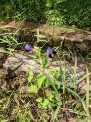 Torenia