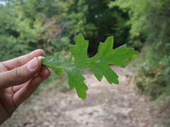 Quercus cerris