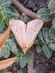 Achyra nudalis