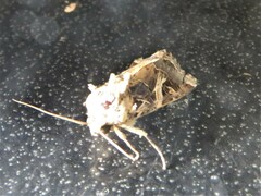 Spodoptera litura