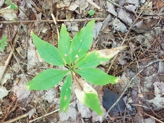 Lysimachia borealis