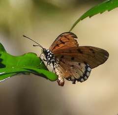 Acraea terpsicore