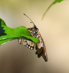 Acraea terpsicore
