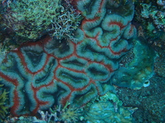 Lobophyllia