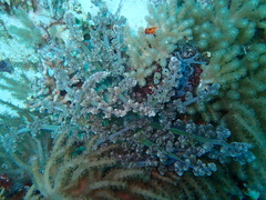 Actinodendron alcyonoideum