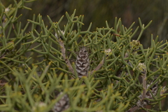 Petrophile conifera