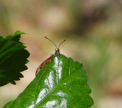 Acraea terpsicore