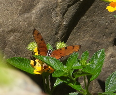 Acraea terpsicore