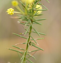 Acacia aculeatissima