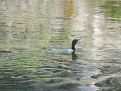 Microcarbo pygmaeus