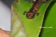 Nototriton brodiei