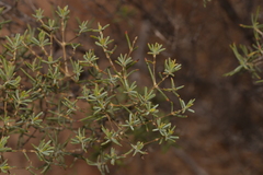 Verticordia monadelpha