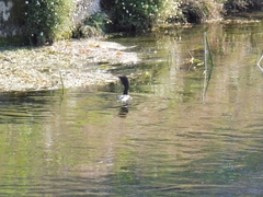 Microcarbo pygmaeus