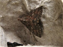 Condica illecta
