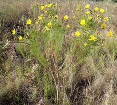 Euryops abrotanifolius