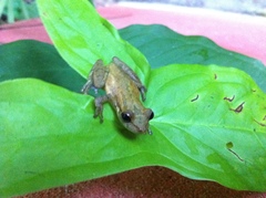 Scinax