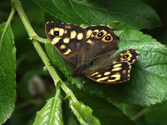 Pararge aegeria tircis