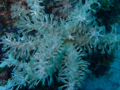 Caementabunda simplex