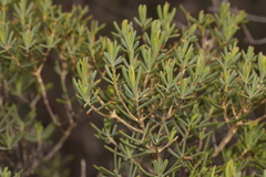 Verticordia monadelpha