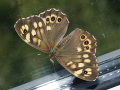 Pararge aegeria tircis