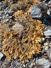 Pelvetia canaliculata