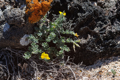 Lotus lancerottensis