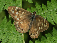 Pararge aegeria tircis