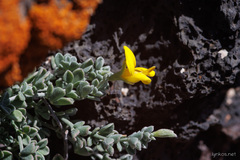 Lotus lancerottensis