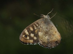 Pararge aegeria tircis