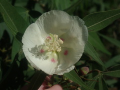 Gossypium thurberi