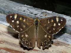 Pararge aegeria tircis