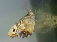 Pararge aegeria tircis