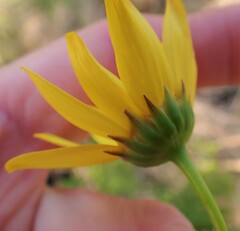 Euryops abrotanifolius
