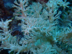 Caementabunda simplex