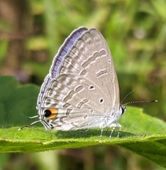 Catochrysops