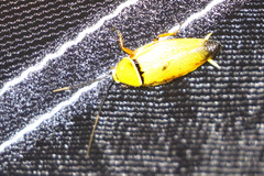 Ellipsidion humerale