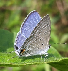 Catochrysops