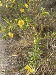 Gompholobium latifolium