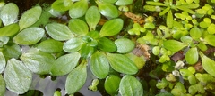 Callitriche