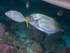 Pseudocaranx georgianus