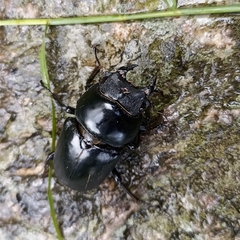 Dorcus nepalensis