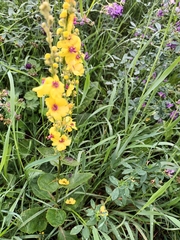 Verbascum chaixii