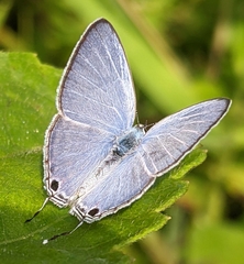 Catochrysops