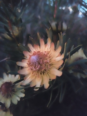 Protea scolymocephala