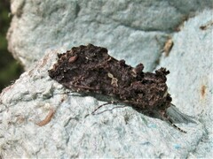 Ctenoplusia limbirena