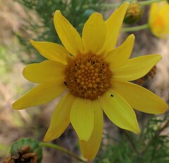 Euryops abrotanifolius
