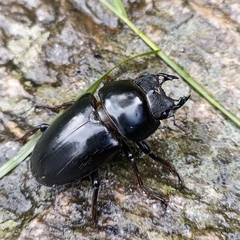 Dorcus nepalensis