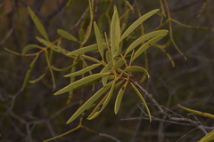 Santalum acuminatum